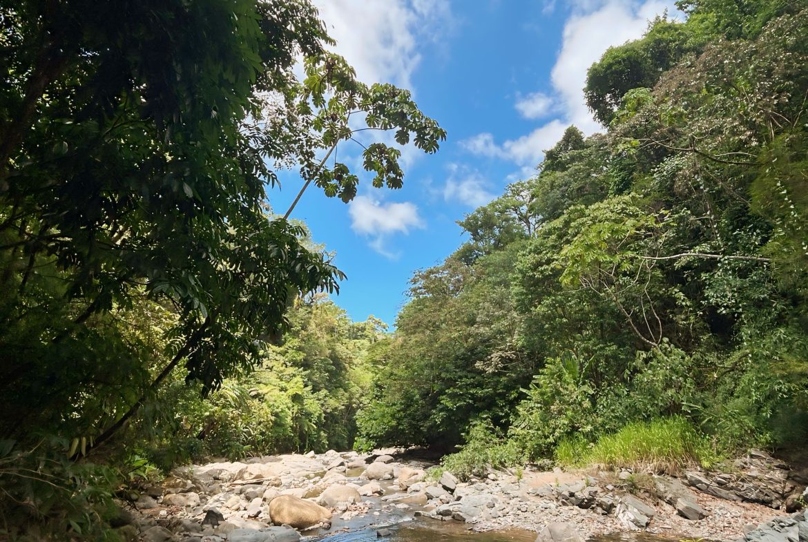 JUNGLE DREAMS FARM: WHERE NATURE MEETS SERENITY – 20 ACRES